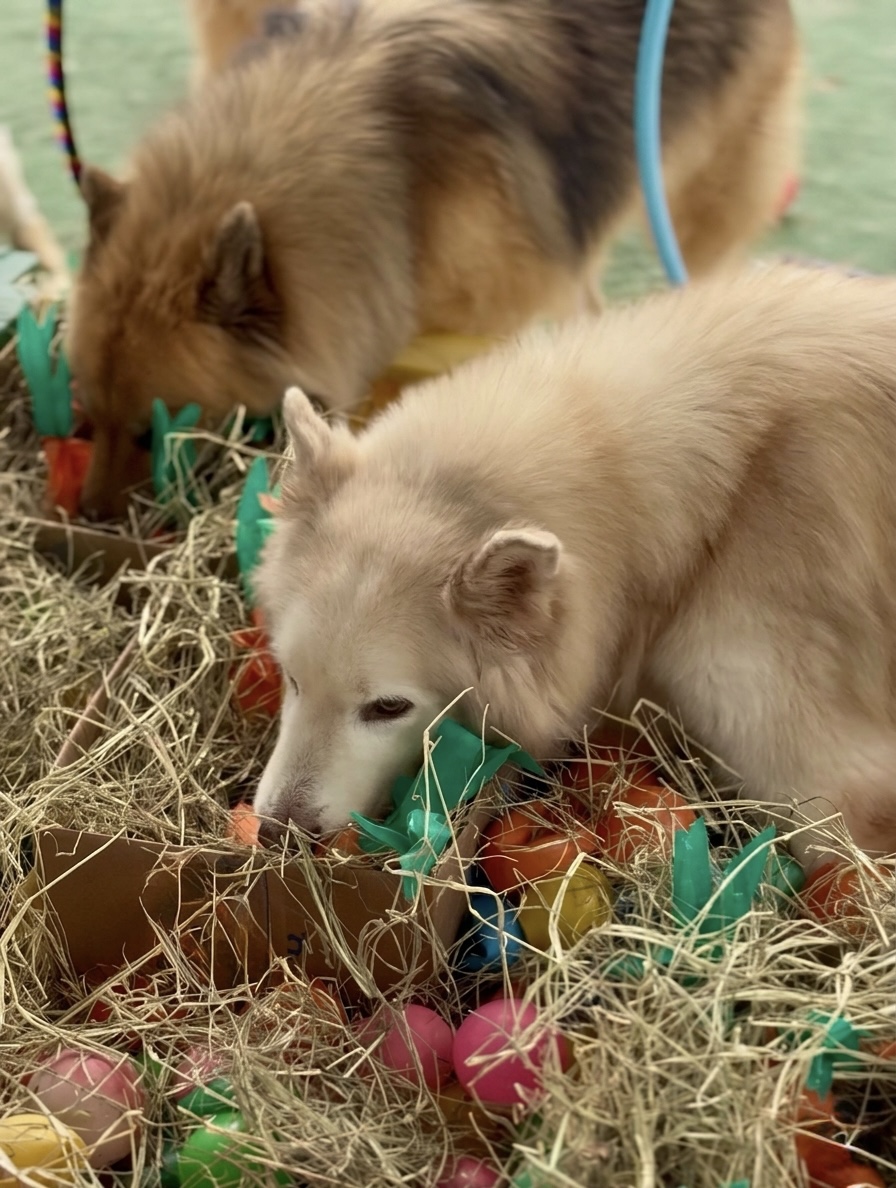 Além do "Mimo": A Ciência por trás do Gasto de Energia Mental