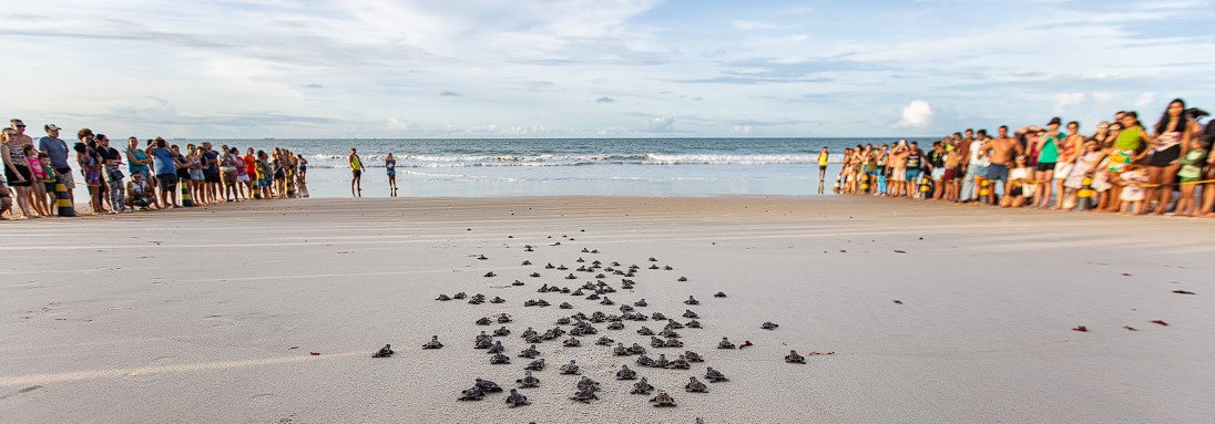 Mais de mil tartarugas marinhas nasceram em Caucaia na última semana